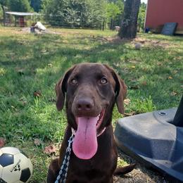 Elsa and Anna - Chocolate female Labrador Retriever puppy in Hamilton, Mississippi from Keller's Retrievers