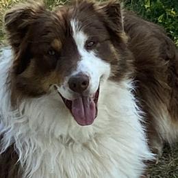 Australian Shepherds from D4R Australian Shepherds