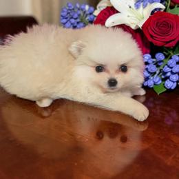 Ken - White male Pomeranian puppy in Texas from Ruby's Poms