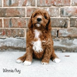 “Oatmeal” - Red  Goldendoodle puppy in Cleburne, Texas from Garrett Family Doodles