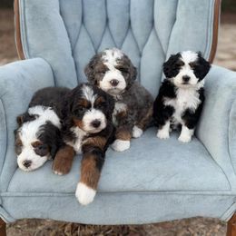 Bernedoodle puppies from Boxwood Doodles