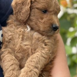 Goldendoodles from Happy Doodle