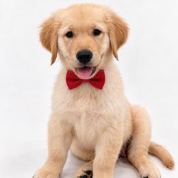 Mintchip - Golden male Golden Retriever puppy in Chicago, Illinois from Urbane Retrievers