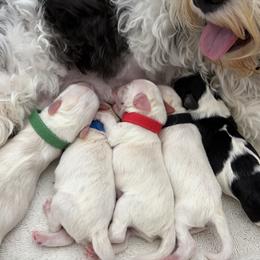 Miniature Schnauzer puppies from 92882 Schnauzerville