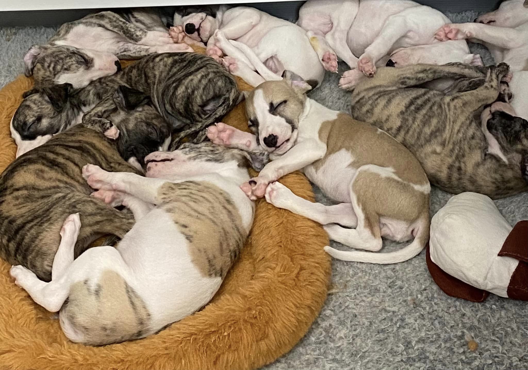 Cook Arena Whippets in Whippet puppies Good Dog