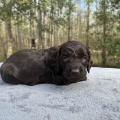 Orange Collar - Liver male Boykin Spaniel puppy in Comer, Georgia from Weavers Kennels