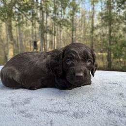 Orange Collar - Liver male Boykin Spaniel puppy in Comer, Georgia from Weavers Kennels