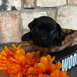 Purple collar - Black brindle female Cane Corso puppy in Tucson, Arizona from Cane Corso Friends