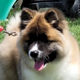 Else - Red female Akita puppy in Wright City, Missouri from CJ's Sho-Me Akitas