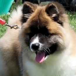 Else - Red female Akita puppy in Wright City, Missouri from CJ's Sho-Me Akitas