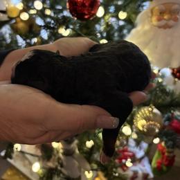 Cedar - Tri-color female Bernedoodle puppy in Carlotta, California from Lost Coast Bernese Mountain Dogs