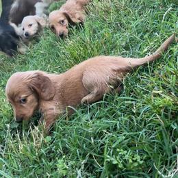 Eleanor- AKC - Red female Dachshund puppy in Gainesville, Texas from Diamond B Doxies