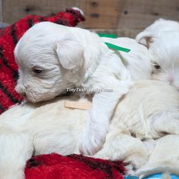 AKC green ribbon - White male Miniature Schnauzer puppy in Greencastle, Indiana from Tiny Tushy Lodge
