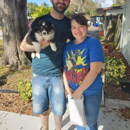 American Corgi and Pembroke Welsh Corgi Puppies from Koko's Kennels