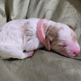 Goldendoodle Puppies from Lila's Teddybear Goldendoodles