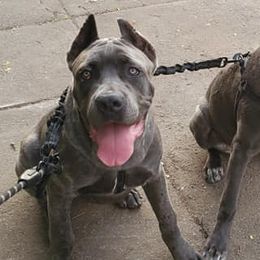 Cane Corso from Monster Dogs
