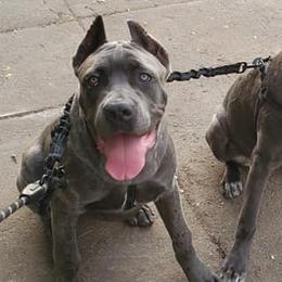 Cane Corso from Monster Dogs