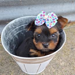 Mia - Blue and gold female Yorkshire Terrier puppy in Monticello, Iowa from Ashley’s Puppies