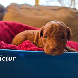 Victor - Red  male Poodle puppy in Blackfoot, Idaho from Draper Mountain Doodles