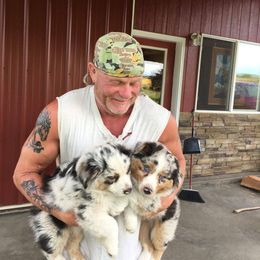 Australian Shepherd Puppies from Toni Thompson's Australian Shepherds