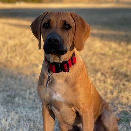 Rhodesian Ridgeback Puppies from River Roc Ranch & Ridgebacks