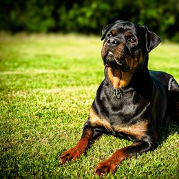 Kandra - Rottweiler