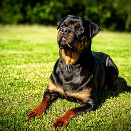 Kandra - Rottweiler