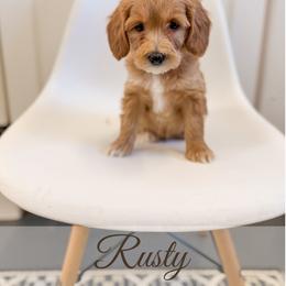 Rusty - Apricot male Goldendoodle puppy in Melba, Idaho from KZ Doodles