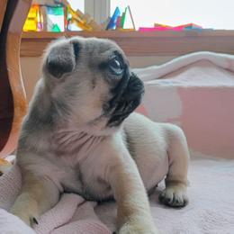 Gus - Fawn male Pug puppy in Fall Creek, Wisconsin from Heartville Pugs