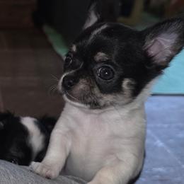 SAM - Black and white male Chihuahua puppy in Reidsville, North Carolina from Kristims Chihuahuas