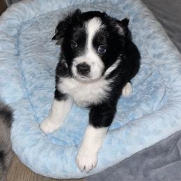 Jett - Black tri male Miniature Australian Shepherd puppy in Wesley Chapel, Florida from August Oaks Aussies