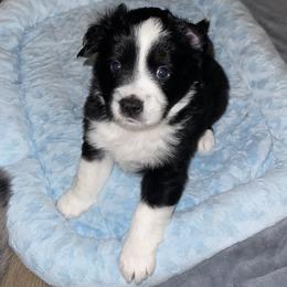 Jett - Black tri male Miniature Australian Shepherd puppy in Wesley Chapel, Florida from August Oaks Aussies
