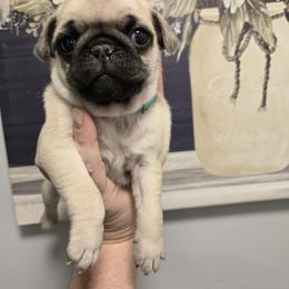 Oliver - Fawn male Pug puppy in Auburn, Kentucky from Prentice Family Pugs