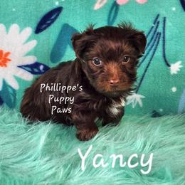 Yancy - Liver male Yorkshire Terrier puppy in Adair, Oklahoma from Phillippe's Puppy Paws