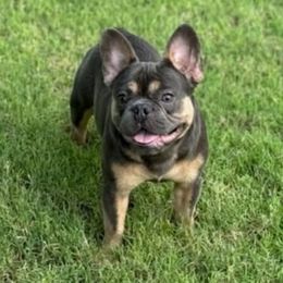 Lorenzo - French Bulldog