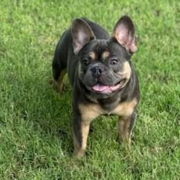 Lorenzo - French Bulldog