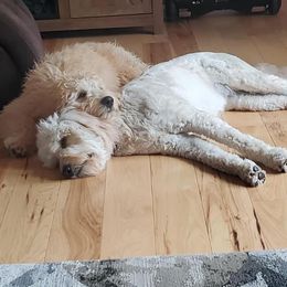 Goldendoodle All Grown Up from Dandelion Doodles of Oklahoma