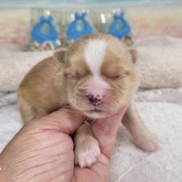 Gabbie Girl 1 Cream - Cream and white female Shih Tzu puppy in Buda, Texas from Vickie's Shih Tzus