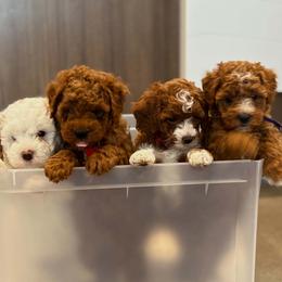 Blue Collar Boy - Red  male Goldendoodle puppy in Bristol, Tennessee from 4goldendoodles
