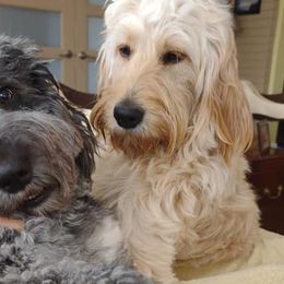 Goldendoodles from Southern Belle Goldendoodles