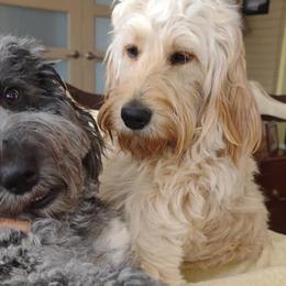 Goldendoodles from Southern Belle Goldendoodles