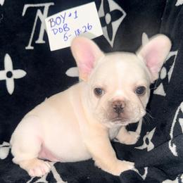 Cream Boy 1 - Cream male French Bulldog puppy in Denison, Texas from Lovemyfrenchies – Stoddard Frenchbulldog's