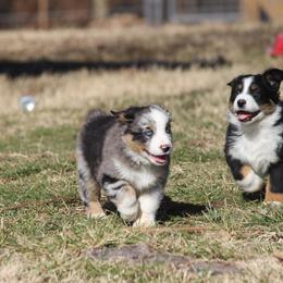 Australian Shepherd Puppies from Westrip Angus & Aussies