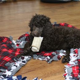 Poodle Puppies from RK'S Pets