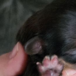 Nani - Brindle Shih Tzu puppy in Phoenix, Arizona from AZSHIHTZCREW