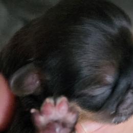 Nani - Brindle Shih Tzu puppy in Phoenix, Arizona from AZSHIHTZCREW