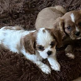 Cavalier King Charles Spaniels from Willow Valley Farm