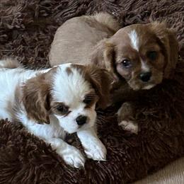 Cavalier King Charles Spaniels from Willow Valley Farm