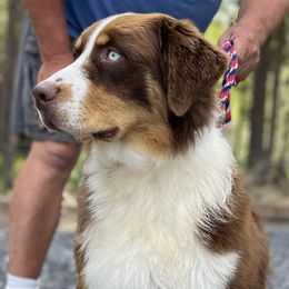 Cruze - Australian Shepherd