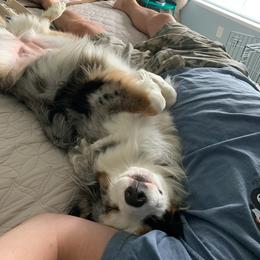 Australian Shepherd Puppies from Louvre Australian Shepherds